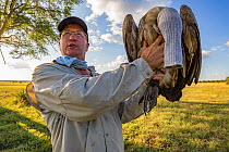 Scientist Dr. Greg Kaltenecker holding a White-backed vulture (Gyps africanus) caught to attach GPS transmitter, Gorongosa National Park, Mozambique. The researchers temporarily put a sock over its he...
