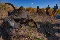 Scientists with Cape buffalo (Syncerus caffer) that has been sedated for collaring. Gorongosa National Park, Mozambique