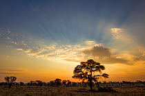 Sunset over the Camelthorn trees (Vachellia erioloba) in the Kalahari Desert, South Africa.