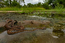 African rock python (Python sebae) in a pond, Gorongosa National Park, Mozambique.