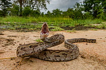 African rock python (Python sebae) in a defensive posture in Gorongosa National Park, Mozambique