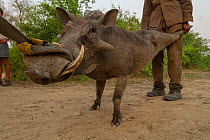 Warthog (Phacochoerus africanus) caught as part of trans-location program  to Maputo Special Reserve. Gorongosa National Park, Mozambique.