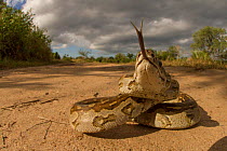 African rock python (Python sebae) smells the camera,  Gorongosa National Park, Mozambique.