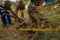 Warthogs (Phacochoerus africanus) captured in a net to be translocated to Maputo Special Reserve,  Gorongosa National Park, Mozambique. October 2016.