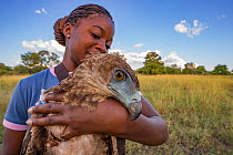 Young Mozambican scientist Diolinda Mundoza admires a juvenile bateleur eagle (Terathopius ecaudatus) that she just captured at a goat carcass in Gorongosa National Park, Mozambique. These and other b...