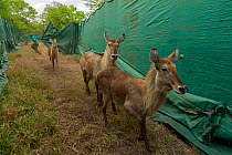 Waterbuck (Kobus ellipsiprymnus) females led onto a truck for translocation to Maputo Special Reserve, Gorongosa National Park, Mozambique. October 2016.