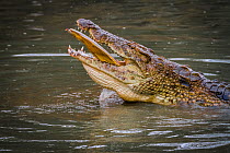A Nile crocodile (Crocodylus niloticus) feeding on great white pelican (Pelecanus onocrotalus) in the Msicadzi River, Gorongosa National Park, Mozambique. During the  dry season many water sources dry...