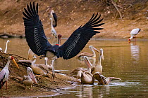Birds squabbling over fish in the Msicadzi River. Pink-backed pelican (Pelecanus rufescens) biting at the head of another pelican with a pouch full of fish while a marabou stork (Leptoptilos crumenife...
