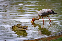 Yellow-billed stork (Mycteria ibis) hunting for fish near a Nile crocodile (Crocodylus niloticus) that has come up to swallow a mouthful of fish. Msicadzi River, Gorongosa National Park, Mozambique. D...