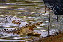 Nile crocodile (Crocodylus niloticus) surfacing to eat tiny fish whilst a Marabou stork (Leptoptilos crumenifer) looks on, ready to steal a fish if the opportunity arose. Msicadzi River, Gorongosa Nat...