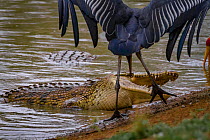 Nile crocodile (Crocodylus niloticus) surfacing to eat tiny fish whilst a Marabou stork (Leptoptilos crumenifer) looks on, ready to steal a fish if the opportunity arose. Msicadzi River, Gorongosa Nat...