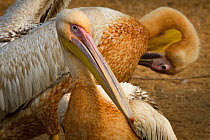 Great white pelicans (Pelecanus onocrotalus) preening beside the Msicadzi River, Gorongosa National Park, Mozambique.  During the  dry season many water sources dry up trapping fish in smaller areas....