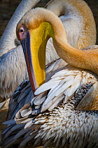 Great white pelican (Pelecanus onocrotalus) preening itself beside the Msicadzi River, Gorongosa National Park, Mozambique. During the  dry season many water sources dry up trapping fish in smaller ar...
