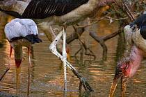 Marabou storks (Leptoptilos crumenifer) and Yellow-billed storks (Mycteris ibis) sweeping  the water for fish in the Msicadzi River, Gorongosa National Park, Mozambique. During the  dry season many wa...