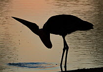 Marabou stork (Leptoptilos crumenifer) drinking at sunset in the Msicadzi River, Gorongosa National Park, Mozambique. During the  dry season many water sources dry up trapping fish in smaller areas. M...