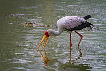 Yellow-billed stork (Mycteria ibis) fishing in the Msicadzi River, Gorongosa National Park, Mozambique, while a Nile crocodile (Crocodylus niloticus) swims past. During the  dry season many water sour...