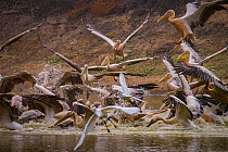 Great white pelicans (Pelecanus onocrotalus) and pink-backed pelicans (Pelecanus rufescens) diving into the Musicadzi River, Gorongosa National Park, Mozambique. During the  dry season many water sour...
