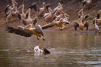 Nile crocodile (Crocodylus niloticus) with Great white pelican (Pelecanus onocrotalus) prey. Other pelicans flying or wings held up in alarm.  Msicadzi River, Gorongosa National Park, Mozambique. Duri...