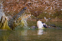 Nile crocodiles (Crocodylus niloticus) fighting over Great white pelican (Pelecanus onocrotalus) in the Msicadzi River, Gorongosa National Park, Mozambique.  During the  dry season many water sources...