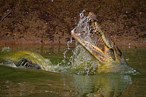 Nile crocodile (Crocodylus niloticus) catching a Great white pelican (Pelecanus onocrotalus) prey, Msicadzi River, Gorongosa National Park, Mozambique. During the  dry season many water sources dry up...
