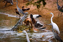 Nile crocodile (Crocodylus niloticus) with Great white pelican (Pelecanus onocrotalus) prey. Other birds watch from the shore, including great egrets (Ardea alba), grey herons (Ardea cinerea) and hame...
