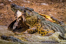 Nile crocodile (Crocodylus niloticus) at water's edge with Great white pelican (Pelecanus onocrotalus) prey, and other crocodiles nearby trying to steal the prey. Msicadzi River, Gorongosa National Pa...
