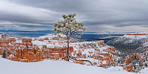 Snow-covered Limber pine (Pinus flexilis) on north facing canyon rim, with the spires and pinnacles in the background. Bryce Canyon National Park, Utah, USA. January 2018.