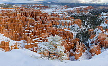 Snow covered Limber pine (Pinus flexilis), on northfacing canyon rim, with the spires and pinnacles in the background. Bryce Canyon National Park, Utah, USA.