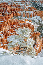 Snow covered Limber pine (Pinus flexilis), on northfacing canyon rim, with the spires and pinnacles in the background. Bryce Canyon National Park, Utah, USA. January 2)18.
