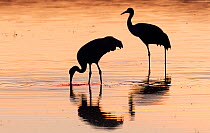 Sand hill cranes (Antigone canadensis) feeding in sunset glow, in one of the many ponds in the refuge. Bosque Del Apache National Wildlife Refuge, New Mexico, USA. January.