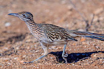 Roadrunner (Geococcyx californianus) running. Catalina State Park, Santa Catalina Mountains, Arizona, USA.