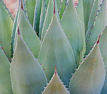 Desert agave (Agave deserti) Sonoran Desert near Tucson Mountains, Arizona, USA. Taken with digital focus stacking.