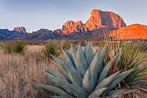 Agave (Agave havardiana) and Sotol (Dasylirion texanum) growing in Chihuahuan Desert, Chisos Mountains, Big Bend National Park, Texas, USA, March.