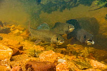 Arctic grayling (Thymallus arcticus) together in the swift current of a spawning stream.  They will feed when the current brings food to them.  The male on the right has a deformed mouth from a fisher...