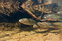 A group of Greenback Cutthroat Trout (Oncorhynchus clarksii stomias) huddle together under the safety of a bush root as they rest on their way upstream during their annual spawning run in a Neota Wild...