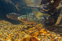 Greenback cutthroat trout (Oncorhynchus clarkii stomias)  under branches of a tree root eroded away by the swift current of their annual spawning stream. Neota Wilderness Area, Colorado, USA, July.