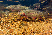 Greenback cut throat trout (Oncorhynchus clarkii stomias) in their spawning stream in the Neota Wilderness area of Colorado, USA, July.  Significant in this is are the Visible Implant Elastomer Tags (...