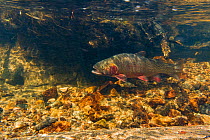Greenback cutthroat Trout (Oncorhynchus clarkii stomias) making its way upstream during the spawning season, Neota Wilderness Area,  Colorado, USA, July.