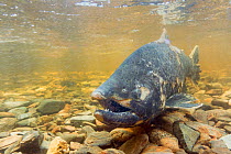 Pink / Humpback Salmon (Oncorhynchus gorbuscha) male, dying with parts of flesh rotting, trying to make it upstream to its spawning grounds, Ketchikan Creek in the middle of Ketchikan, Alaska.