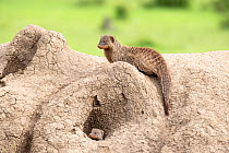 Banded mongoose (Mungos mungo), group on termite hill, Masai-Mara Game Reserve, Kenya