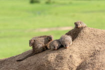 Banded mongoose (Mungos mungo), group on termite mound, Masai-Mara Game Reserve, Kenya