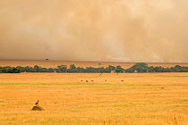 Topi (Damaliscus korrigum), male on a termite hill in the plains, with bush fire in the distance, Masai-Mara Game Reserve, Kenya