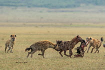Spotted hyena (Crocuta crocuta), female carrying prey, Masai-Mara Game Reserve, Kenya