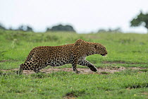 Leopard (Panthera pardus) female stalking prey, Masai-Mara Game Reserve, Kenya,