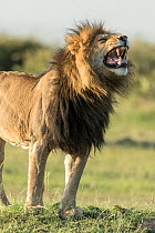 Lion (Panthera leo), male showing flehmen response, Masai-Mara Game Reserve, Kenya