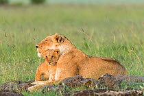 Lion (Panthera leo), female and one cub, Masai-Mara Game Reserve, Kenya
