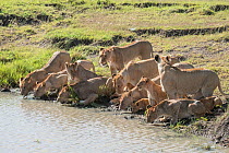 Lion (Panthera leo), pride drinking, Masai-Mara Game Reserve, Kenya