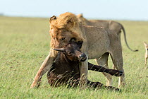 Lion (Panthera leo), male dragging buffalo prey, Masai-Mara Game Reserve, Kenya