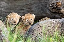 Lion (Panthera leo), three cubs hiding while their mother is hunting, Masai-Mara Game Reserve, Kenya