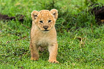 Lion (Panthera leo), cub age 6 weeks, Masai-Mara Game Reserve, Kenya